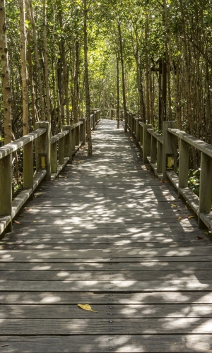 Fototapeta MS-2-0059 Most w lesie flizelinowa Dimex