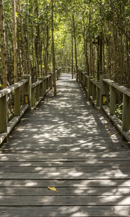 Fototapeta MS-2-0059 Most w lesie flizelinowa Dimex