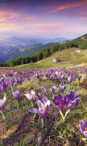 Fototapeta MS-2-0062 Krokusy na wiosnę flizelinowa Dimex