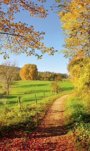 Fototapeta MS-2-0066 Łąka flizelinowa Dimex