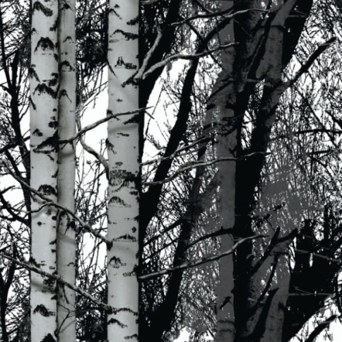 D-C-Fix 200-3197 45 cm okleina samoprzylepna, meblowa dekoracyjna brzoza, folia samoprzylepna na parapet, meble, blat kuchenny, drzwi