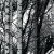 D-C-Fix 200-3197 45 cm okleina samoprzylepna, meblowa dekoracyjna brzoza, folia samoprzylepna na parapet, meble, blat kuchenny, drzwi