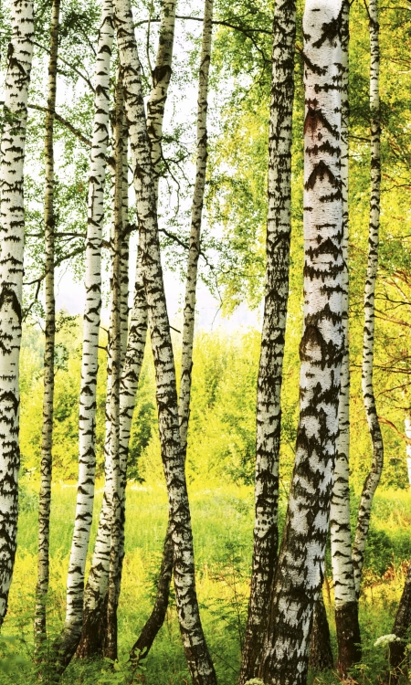 Fototapeta MS-2-0094 Las brzozowy flizelinowa Dimex