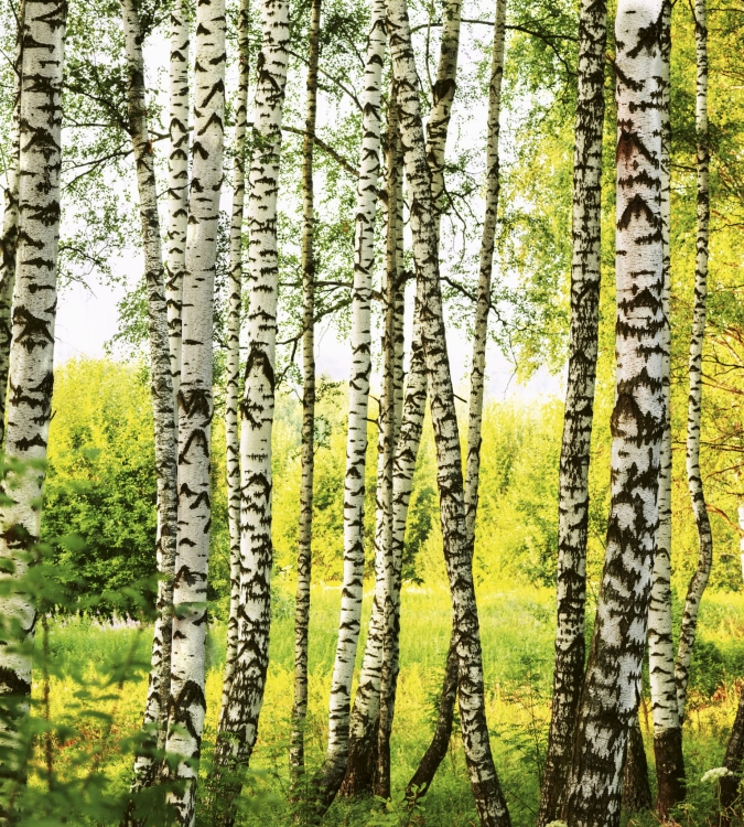 Fototapeta MS-3-0094 Las brzozowy fizelinowa Dimex
