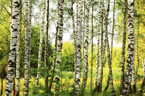 Fototapeta MS-5-0094 Las brzozowy flizelinowa Dimex