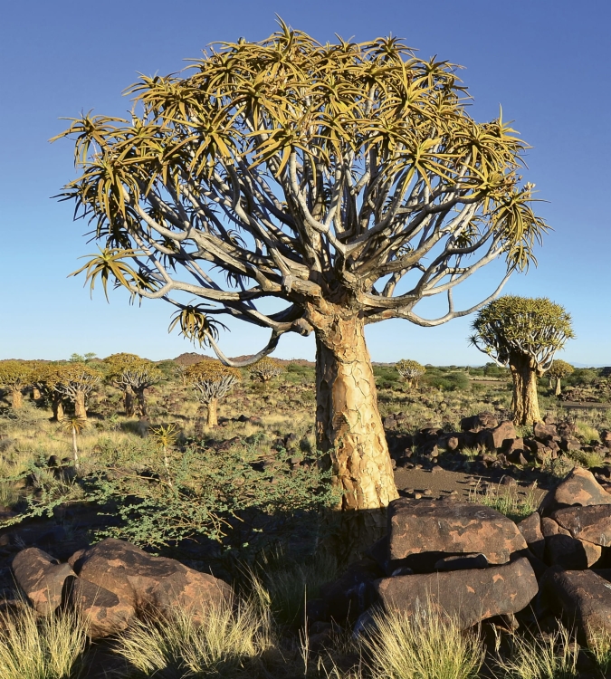 Fototapeta MS-3-0103 Namibia fizelinowa Dimex
