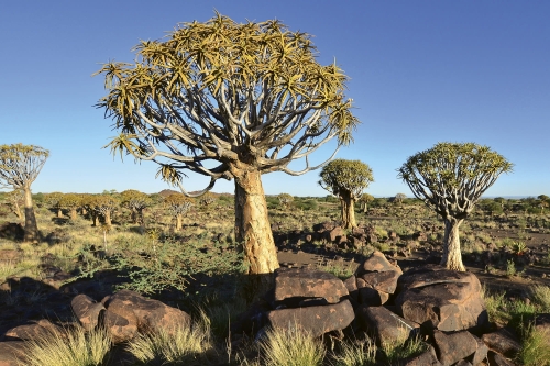 Fototapeta MS-5-0103 Namibia drzewa flizelinowa Dimex