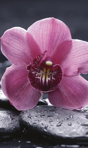 Fototapeta MS-2-0120 Orchidea flizelinowa Dimex