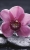 Fototapeta MS-2-0120 Orchidea flizelinowa Dimex