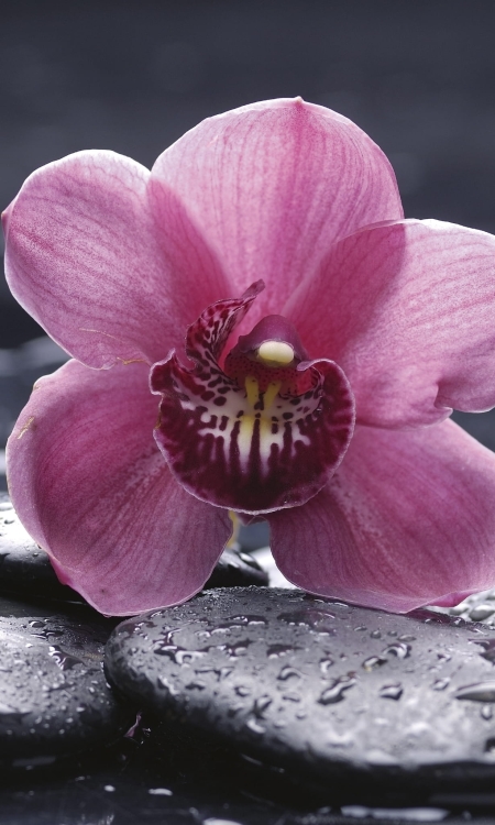 Fototapeta MS-2-0120 Orchidea flizelinowa Dimex