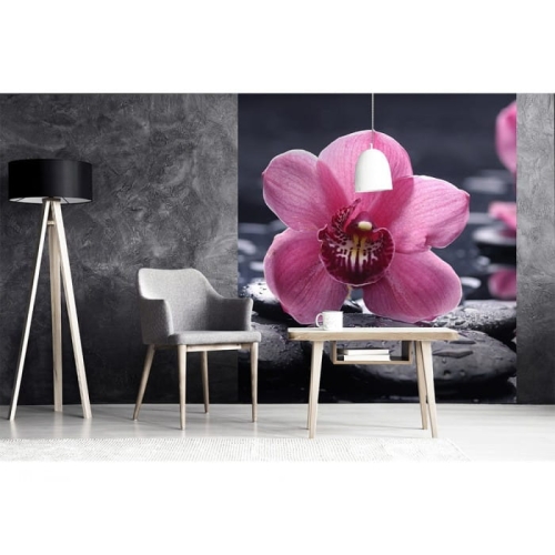 Fototapeta MS-3-0120 Orchidea fizelinowa Dimex