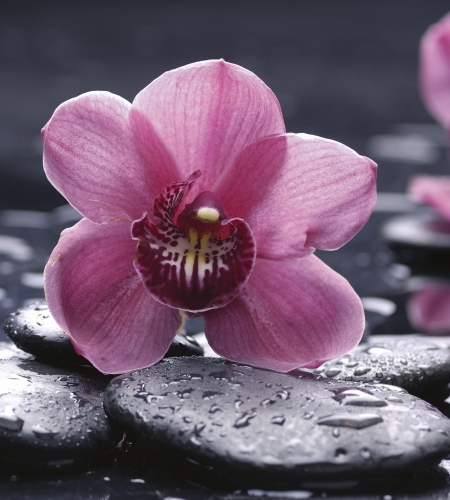Fototapeta MS-3-0120 Orchidea fizelinowa Dimex