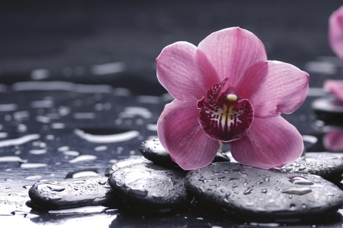 Fototapeta MS-5-0120 Orchidea flizelinowa Dimex