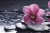 Fototapeta MS-5-0120 Orchidea flizelinowa Dimex