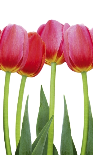 Fototapeta MS-2-0126 Tulipany flizelinowa Dimex
