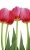 Fototapeta MS-2-0126 Tulipany flizelinowa Dimex