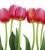 Fototapeta MS-3-0126 Tulipany fizelinowa Dimex