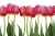 Fototapeta MS-5-0126 Tulipany flizelinowa Dimex
