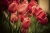 Fototapeta MS-5-0128 Czerwone tulipany flizelinowa Dimex