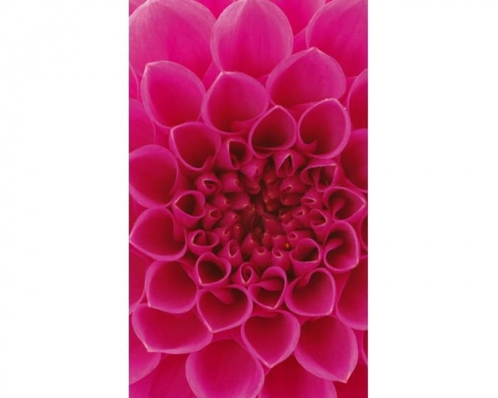 Fototapeta MS-2-0132 Różowa dalia flizelinowa Dimex