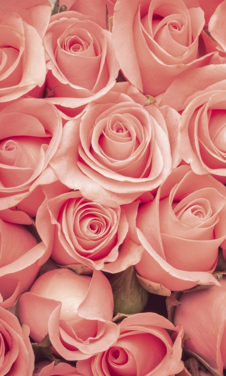 Fototapeta MS-2-0133 Róże flizelinowa Dimex