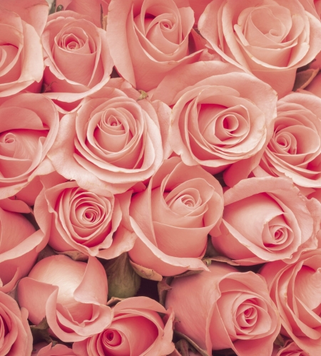 Fototapeta MS-3-0133 Róże fizelinowa Dimex