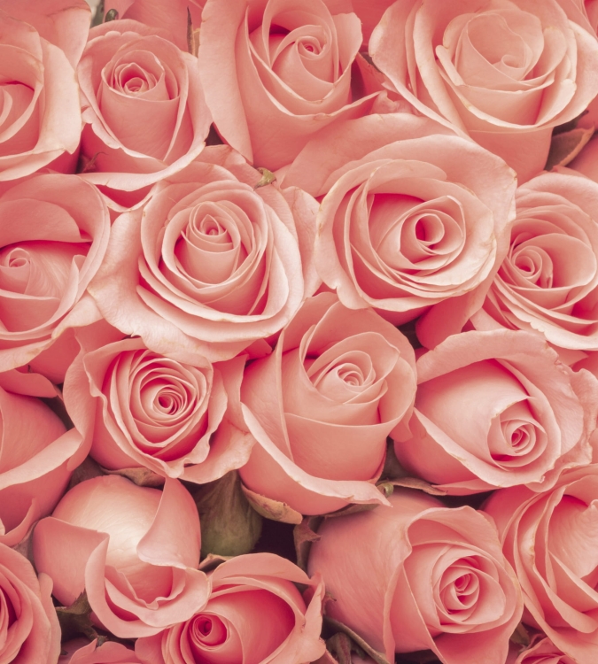 Fototapeta MS-3-0133 Róże fizelinowa Dimex