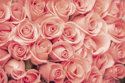 Fototapeta MS-5-0133 Róże flizelinowa Dimex