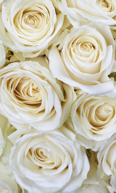 Fototapeta MS-2-0137 Białe róże flizelinowa Dimex