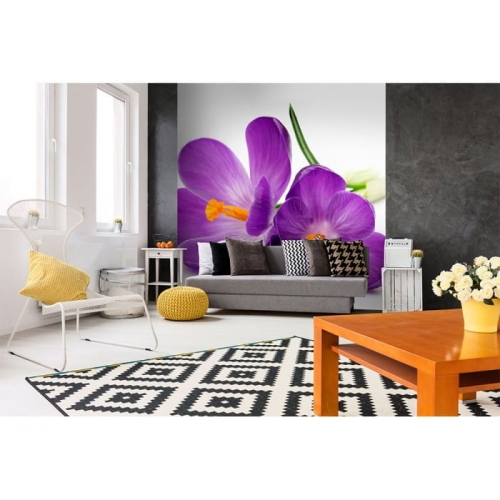 Fototapeta MS-3-0144 Krokusy fizelinowa Dimex