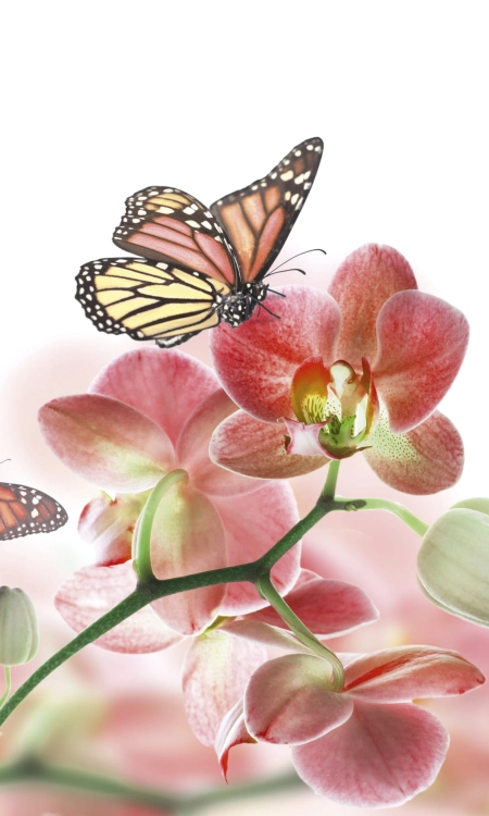 Fototapeta MS-2-0146 Orchidea flizelinowa Dimex