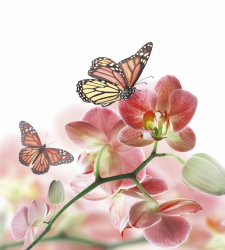 Fototapeta MS-3-0146 Orchidea fizelinowa Dimex