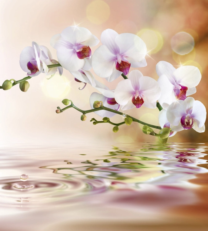 Fototapeta MS-3-0147 Storczyk fizelinowa Dimex