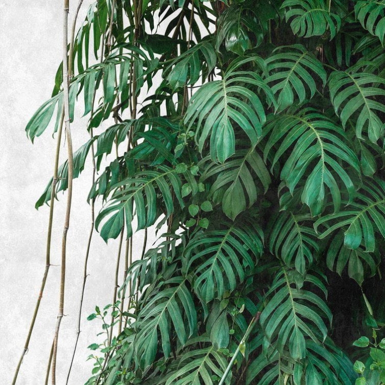 Metropolitan Stories The Wall 38241-1 Tapeta ścienna AS-MURAL, liście, monstery