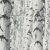 Print Walls 38719-1 Tapeta ścienna AS, brzozy, drzewa, 3d