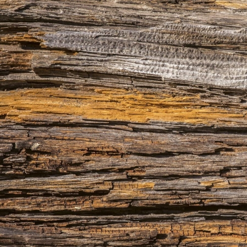 Fototapeta MS-5-0159 Kora Drzewa flizelinowa Dimex