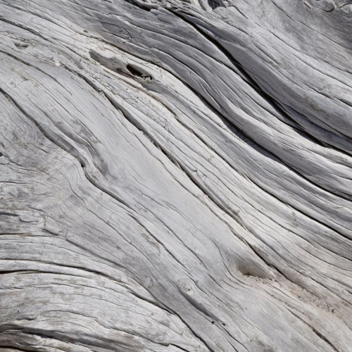 Fototapeta MS-5-0160 Struktura Drzewa flizelinowa Dimex