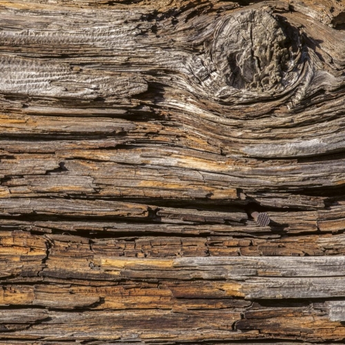 Fototapeta MS-3-0159 Kora Drzewa fizelinowa Dimex