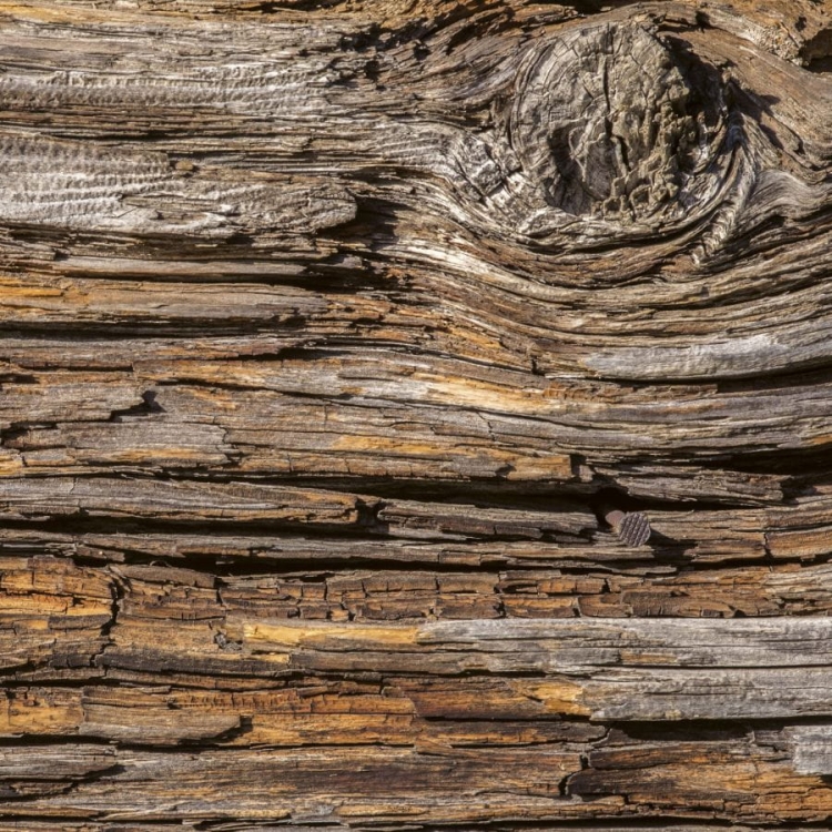 Fototapeta MS-3-0159 Kora Drzewa fizelinowa Dimex