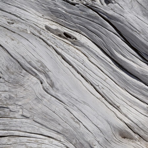 Fototapeta MS-3-0160 Struktura Drzewa fizelinowa Dimex