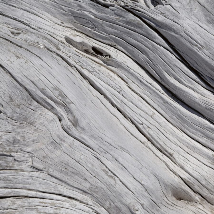 Fototapeta MS-3-0160 Struktura Drzewa fizelinowa Dimex