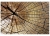 Fototapeta MS-5-0162 Drzewo flizelinowa Dimex