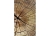 Fototapeta MS-2-0162 Drzewo flizelinowa Dimex