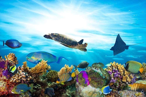 Fototapeta MS-5-0216 Podwodny świat flizelinowa Dimex