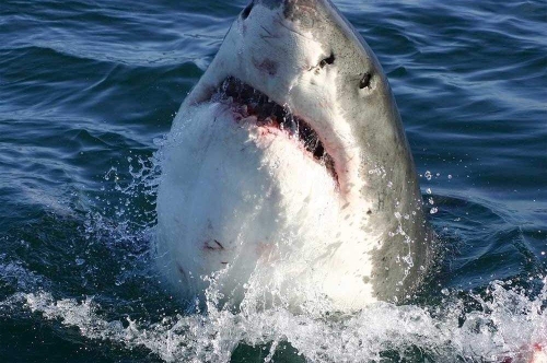 Fototapeta MS-5-0217 Rekin flizelinowa Dimex