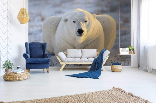 Fototapeta MS-5-0220 Niedźwiedź flizelinowa Dimex