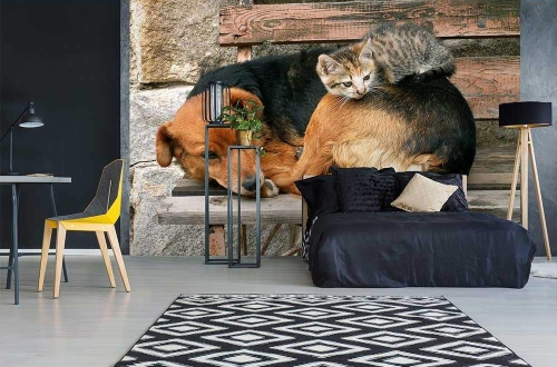 Fototapeta MS-5-0221 Kot i pies flizelinowa Dimex