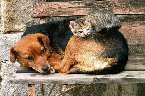 Fototapeta MS-5-0221 Kot i pies flizelinowa Dimex