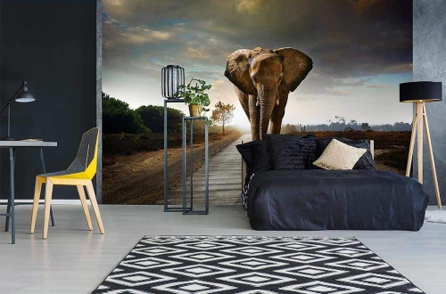 Fototapeta MS-5-0225 Słoń flizelinowa Dimex