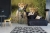 Fototapeta MS-5-0229 Gepard flizelinowa Dimex